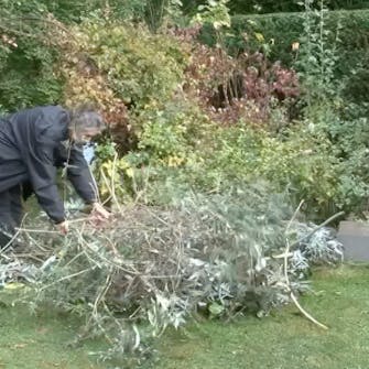 beskjæring sommerfuglbusk beskjæring sommerfuglbusk